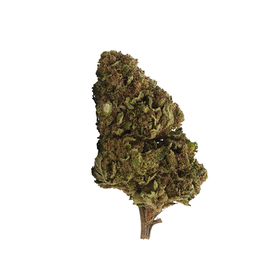 White Widow Nova 10-OH-HHC