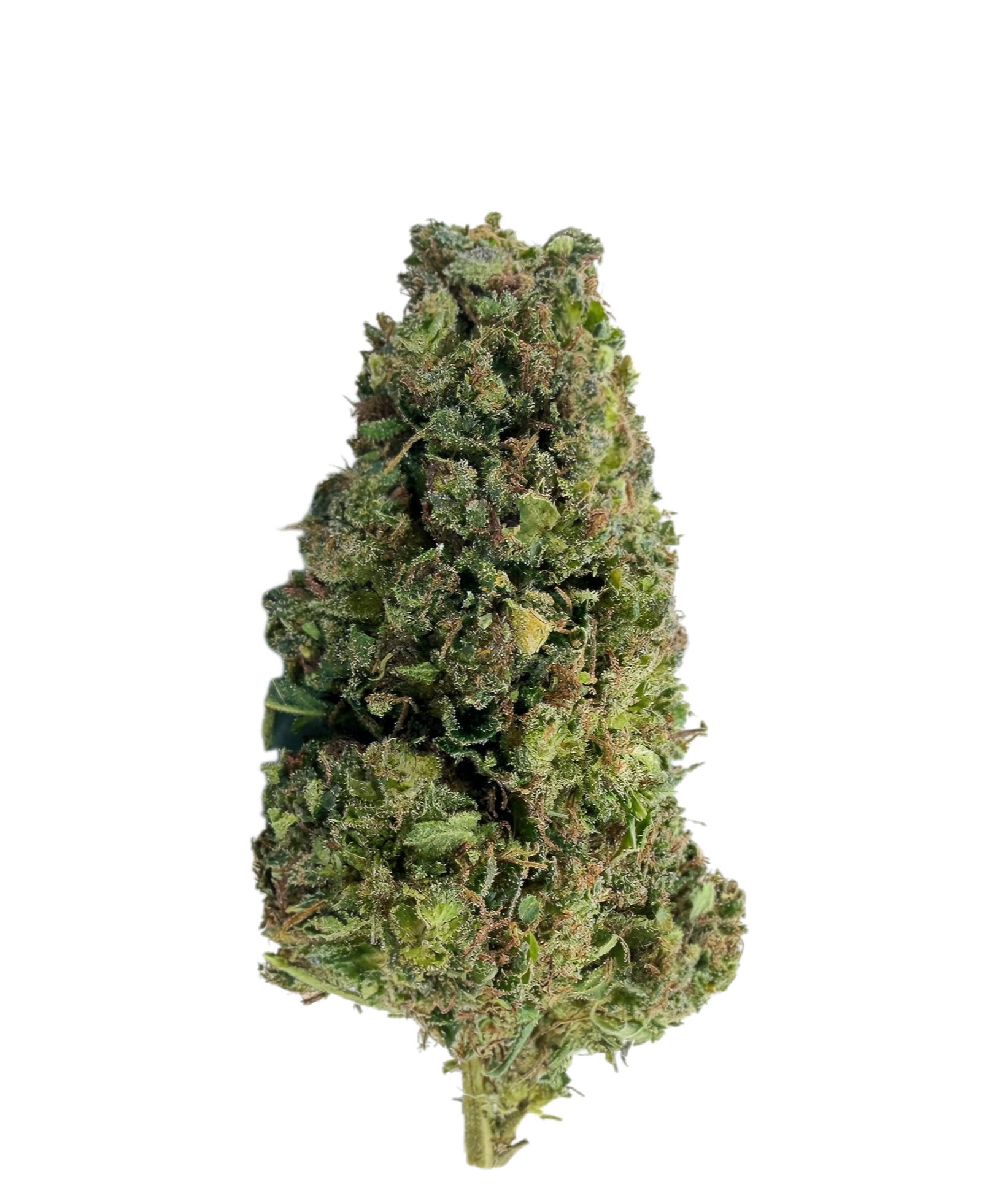 Biscotti THC+ Highweed+ – Fleur indoor premium aux arômes vanillés